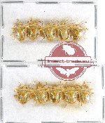 Scientific lot no. 646 Heteroptera (10 pcs)