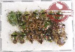 Scientific lot no. 681 Heteroptera (17 pcs A, A-, A2)