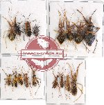 Scientific lot no. 662 Heteroptera (17 pcs A, A-, A2)