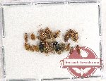 Scientific lot no. 656 Heteroptera (19 pcs)