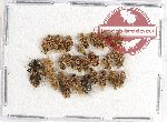 Scientific lot no. 658AB Heteroptera (27 pcs)
