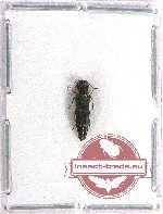 Agrilus sp. 60