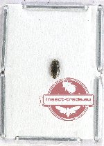 Buprestidae genus sp. ? AA