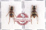 Scientific lot no. 72 Cleridae (2 pcs)