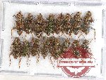 Scientific lot no. 73 Cleridae (16 pcs)