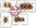 Scientific lot no. 226A Chrysomelidae (10 pcs)