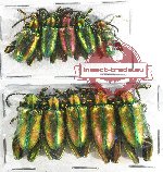 Scientific lot no. 221A Chrysomelidae (Sagra spp.) (10 pcs)