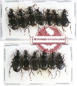 Scientific lot no. 305 Carabidae (13 pcs A-, A2)