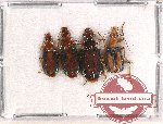 Scientific lot no. 322 Carabidae (4 pcs)