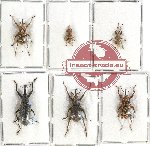 Scientific lot no. 409 Curculionidae (6 pcs)
