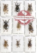 Scientific lot no. 411 Curculionidae (9 pcs)