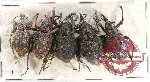 Scientific lot no. 405 Curculionidae (5 pcs A, A2)