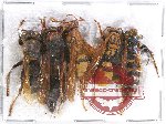 Scientific lot no. 235A Hymenoptera (5 pcs)