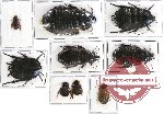 Scientific lot no. 34 Blattodea (9 pcs A, A-, A2)