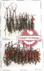 Scientific lot no. 57 Brenthidae (20 pcs)