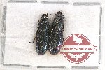 Scientific lot no. 4 Temnochilidae (2 pcs)