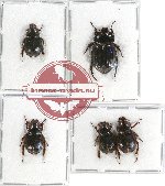 Hybosorinae sc. lot no. 75 (5 pcs - 3 pcs A2)