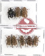 Scientific lot no. 180A Rutelinae (8 pcs)