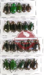 Scientific lot no. 183 Rutelinae (20 pcs)