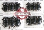 Scientific lot no. 456 Coprophaga (Scarabaeus spp.) (12 pcs A, A-, A2)