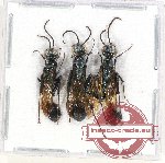 Scientific lot no. 245 Hymenoptera (3 pcs)