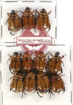 Scientific lot no. 179A Rutelinar (11 pcs - 3 pcs A2)