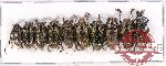 Scientific lot no. 119 Cerambycidae (10 pcs A, A-, A2)