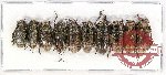 Scientific lot no. 118 Cerambycidae (10 pcs A, A-, A)
