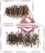 Scientific lot no. 115 Cerambycidae (10 pcs)