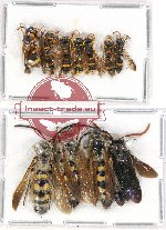 Scientific lot no. 258 Hymenoptera (11 pcs)