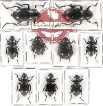 Scientific lot no. 240 Tenebrionidae (9 pcs - 1 pc A2)