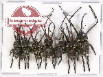 Scientific lot no. 427 Curculionidae (7 pcs)