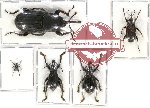 Scientific lot no. 426 Curculionidae (5 pcs)