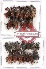 Scientific lot no. 428 Curculionidae (24 pcs)