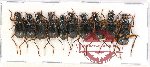 Scientific lot no. 336 Carabidae (10 pcs)