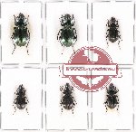 Scientific lot no. 333 Carabidae (6 pcs)