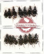 Scientific lot no. 335 Carabidae (14 pcs)