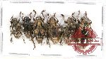 Scientific lot no. 122 Cerambycidae (6 pcs A-, A2)
