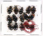 Scientific lot no. 49 Endomychidae (Encymon spp.) (15 pcs)