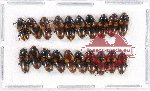 Scientific lot no. 91 Erotylidae (20 pcs)