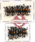 Scientific lot no. 92 Erotylidae (9 pcs)