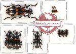 Scientific lot no. 89 Erotylidae (12 pcs)