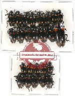 Scientific lot no. 86 Erotylidae (25 pcs)