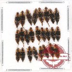 Scientific lot no. 94 Nitidulidae (25 pcs)