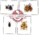 Scientific lot no. 227A Chrysomelidae (6 pcs)