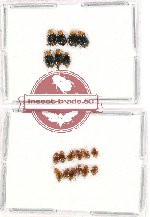 Scientific lot no. 225A Chrysomelidae (19 pcs)