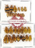 Scientific lot no. 223A Chrysomelidae (29 pcs)