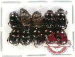Scientific lot no. 467 Coprophaga (10 pcs)