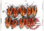 Scientific lot no. 689 Heteroptera (10 pcs A2)