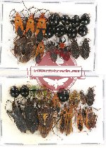 Scientific lot no. 677 Heteroptera (32 pcs A-, A2)